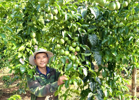 Chanh leo Việt Nam rộng cửa vào thị trường tỷ dân