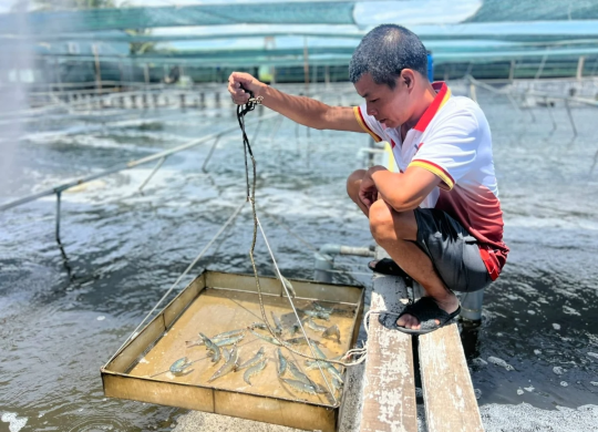 Nuôi tôm ôm 'mớ' lo: Chi phí tăng cao, giá tôm giảm sâu